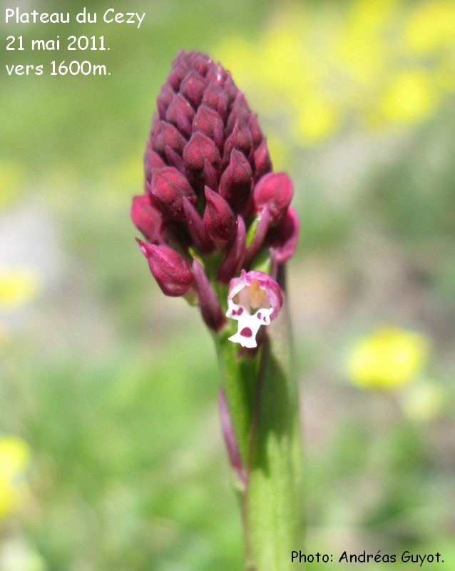 la fleur de Martin du 6 Juillet trouvée par Blucat IMG_0012-1