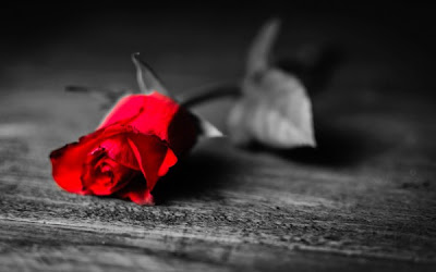 Priče.....  - Page 3 Red-rose-photography-plant-love-600x375