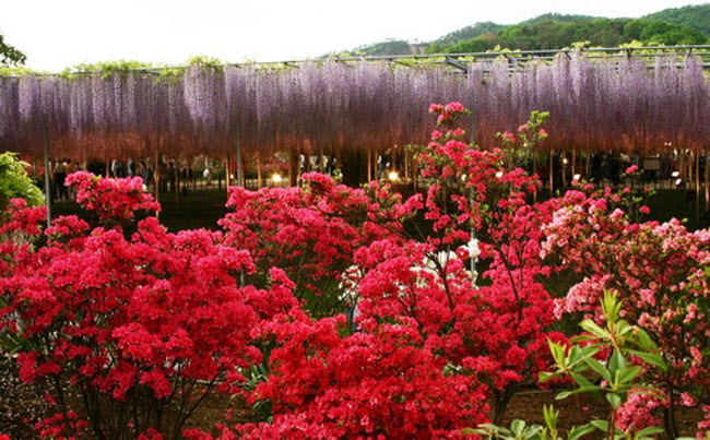    Water_Fall_Flowers_Japan_8