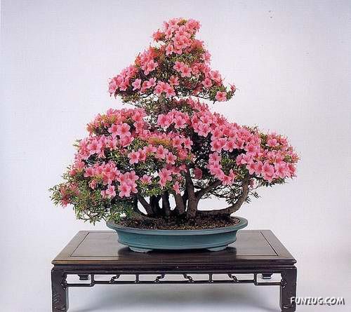           Japanese_bonsai_trees_37