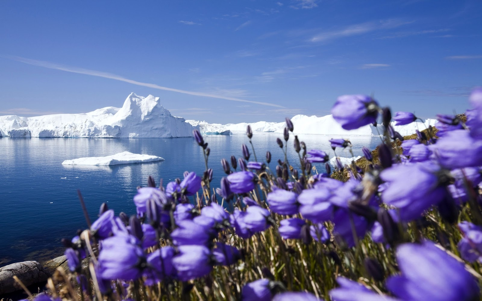 مناظر جميلة  - صفحة 4 Purple-arctic-flowers-full-HD-nature-background-wallpaper-for-laptop-widescreen