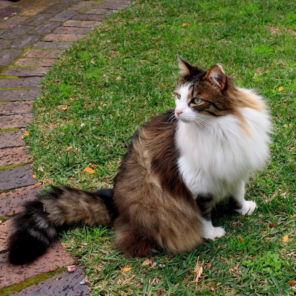 Whitefrost and Kits! Two for adoption Norwegian_Forest_Cat_4982197910_1004x750