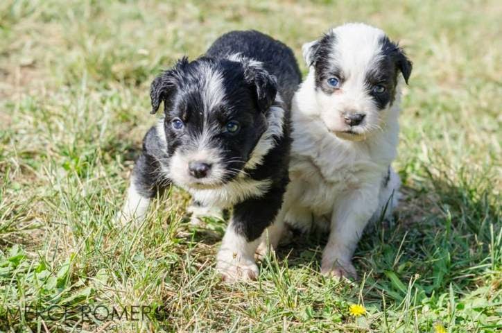 7 cachorros cruce de border collie en Girona (PE) 1507120_886300974728299_5840209625862344769_n%2B(FILEminimizer)