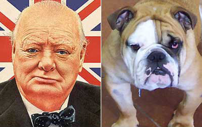 Bulldog "Churchill" Winston-churchill