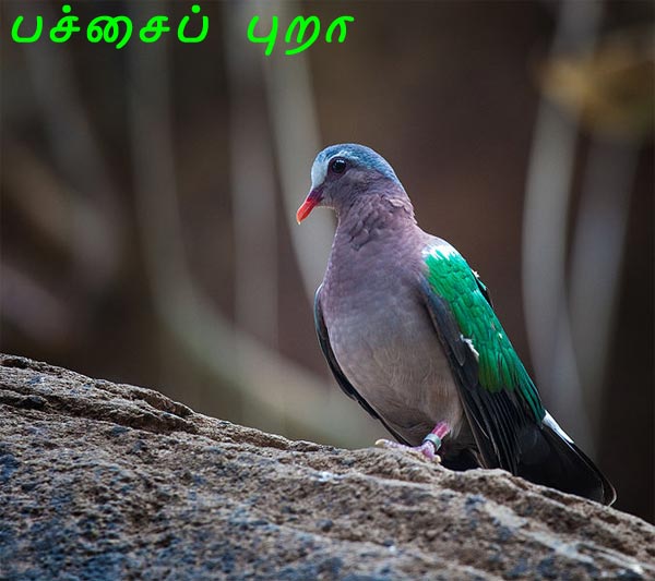 புறா.புறா.. அழகுப் புறா..ஆசைப் புறா..! -  Green_Dove