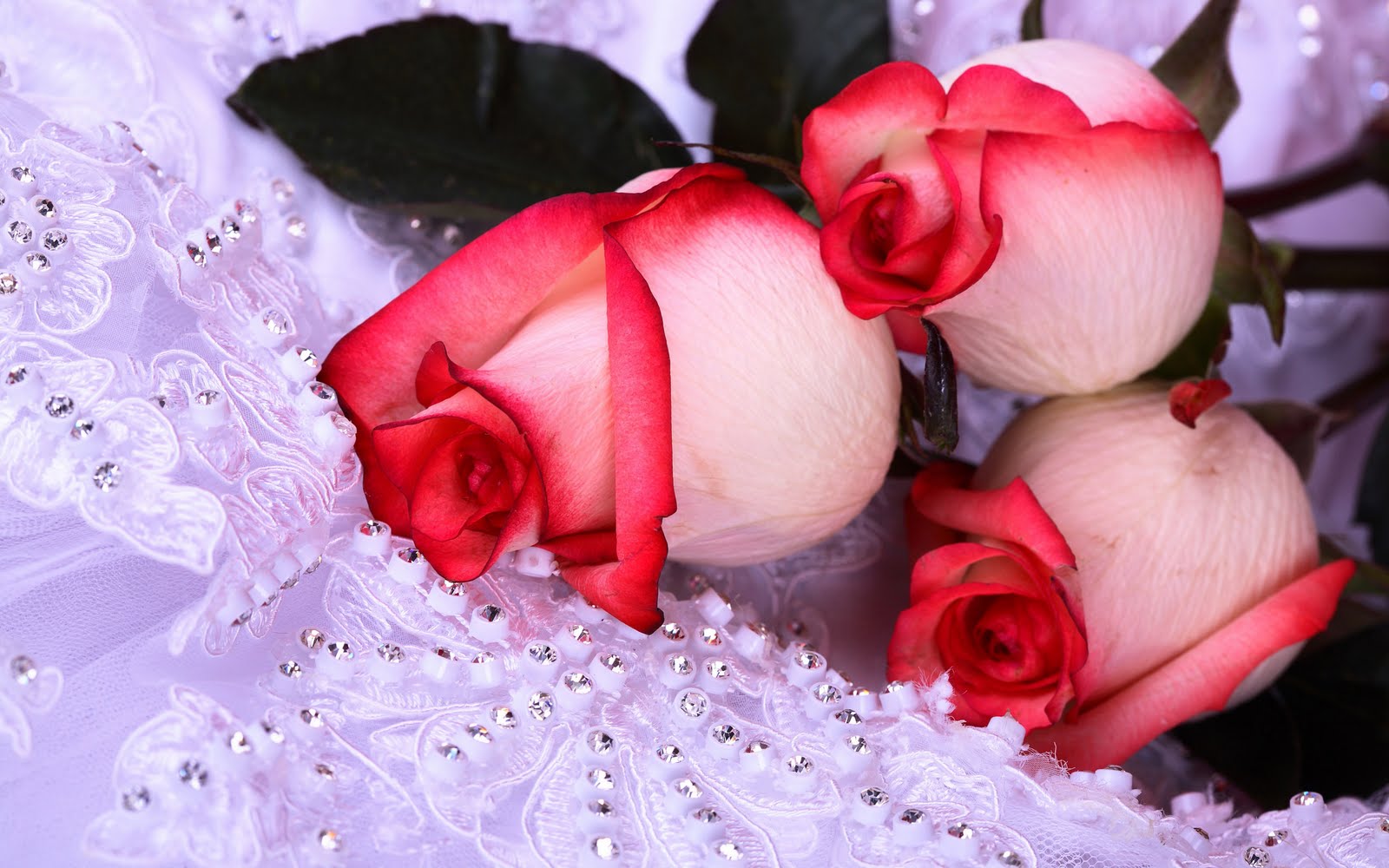 Te regalo una rosa - Página 2 Www.BancodeImagenesGratuitas.com%2B-Flores-4