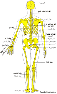  اغرب 10 حقائق عن جسم الانسان  9646082f62e137c0bc822d64c93aaa7d