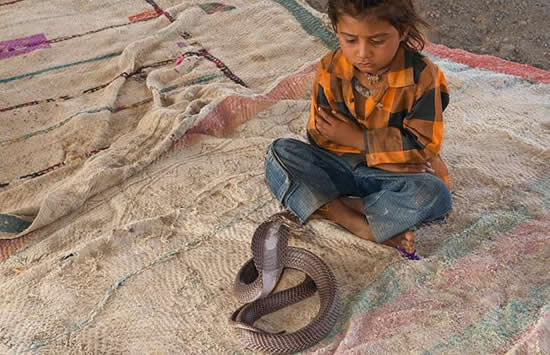 بالصور أطفال بعمر السنتين يلاعبون الثعابين في الهند  Snake-charmer7