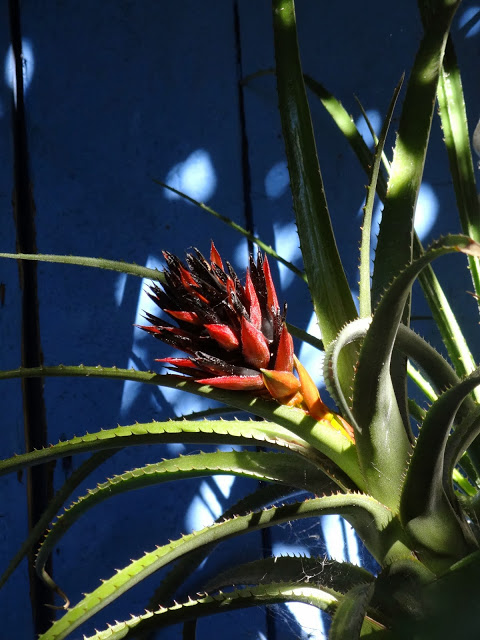 Aechmea recurvata - Page 2 DSC09915