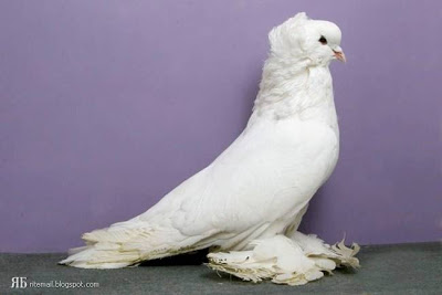 விசித்திர புறாக்கள் : Groomed Pigeons  17