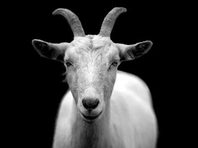 Breaking News on Sky News - SY back in PDL suspects to be interviewed - Page 17 Goat-50290-1200x901-1024x768