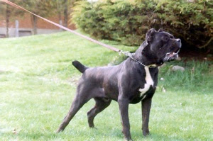 விலையுயர்ந்த நாய்கள் Canecorso2-tm