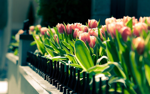 Ảnh đẹp cuộc sống: Bộ hình nền đẹp về cánh đồng hoa Tulip 10