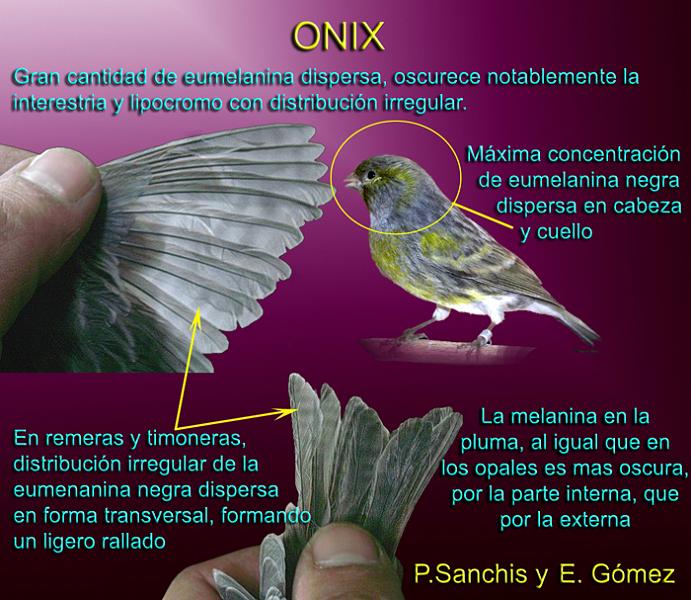 * Melaninas Onix_web