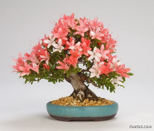           Japanese_bonsai_trees_25