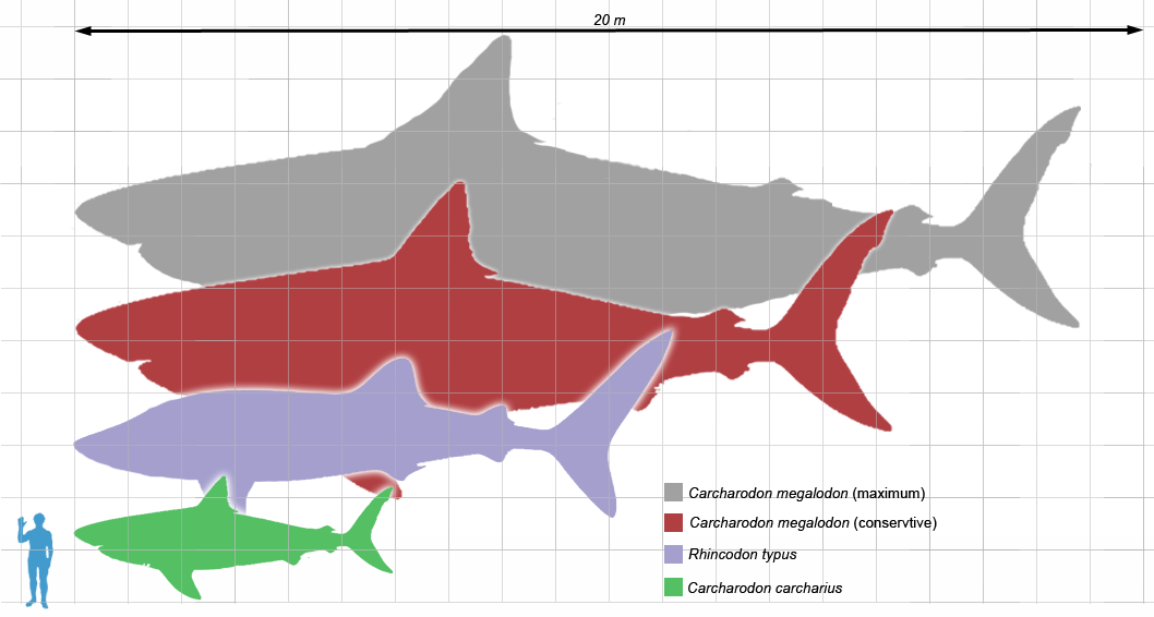 Megalodon con cá mập tiền sử còn sống?? - Page 2 Megalodon%2Bscale