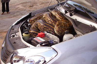 Νότιος Αφρική: Ζευγάρι ανακάλυψε ...πύθωνα στη μηχανή του αυτοκινήτου τους!   Rock_python