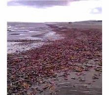 Pays de Galles: Des milliers d'étoiles de mer mortes s'échouent sur une plage de Pensarn Etoiles-de-mer-pays-de-galles