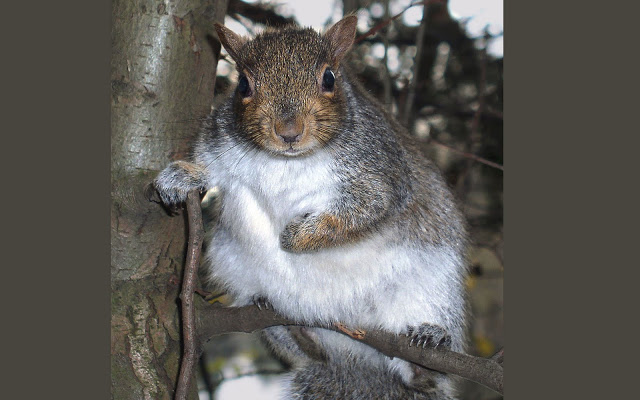 صور جميله للحيوانات صغيره Grandfather-squirrel