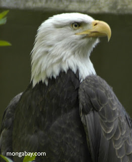 الفرق بين النسر والصقر Bald_eagle-0