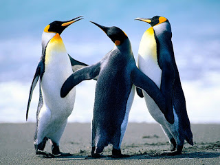 Buenas compañías Penguins