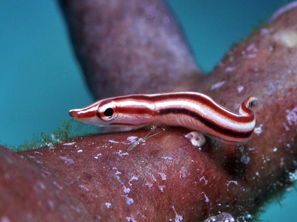 غواص فى أعماق البحار New-species-reef-fish-east-indies-candy-striped-clingfish_55789_600x450