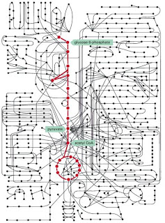 Glycolysis  Glycolysis_CAC