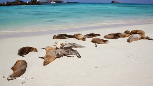 “West Coast Devastation Continues: Seals, Oysters, Pelicans, Fish, Squid- All Sick, Dying Or Failing To Breed” Dead_Sea_Lions