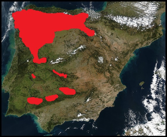 EL LOBO EN ESPAÑA: EL ETERNO PROSCRITO  Mapa%2Blobo%2B%252770s