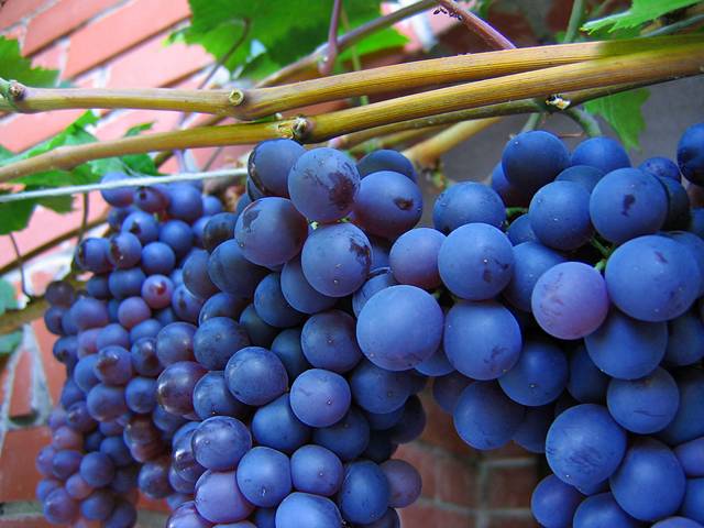   صور فواكة جميلة  Fruits 09Purple-grapes