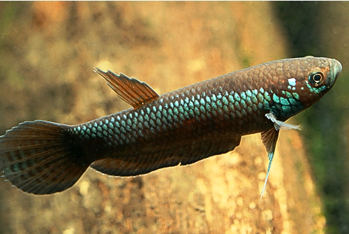 Mon aquarium Betta-unimaculata-Mahakam-young-male