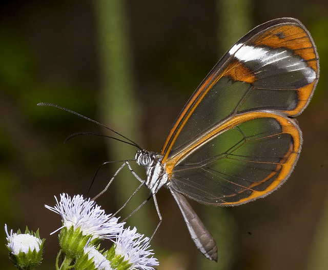 أجمل الفراشات - صفحة 6 Glasswingbutterfly9