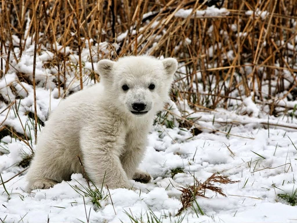 CACHORROS Y ANIMALES - Página 22 Osezno%2BPolar