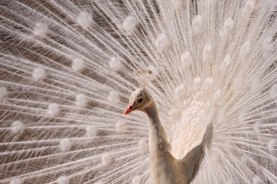   صور طيور جميلة وغريبة White-peacock-again