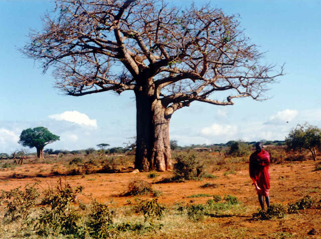  L'INFO DU JOUR... - Page 12 Massai-001