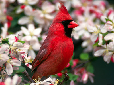 معلومات عن طائر الكاردينال Northern_cardinal-normal