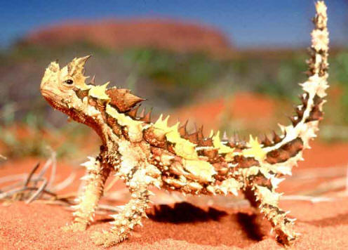 "الشيطان الشوكى"Thorny Lizard or Thorny Devil 12