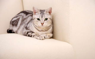 صور قطط جديده ، صور قطط صغيره ، صور قطط منوعه ، صور قطط للتصميم ، قطط ، 2011 ، 2012  Wallcate.com%20%28103%29