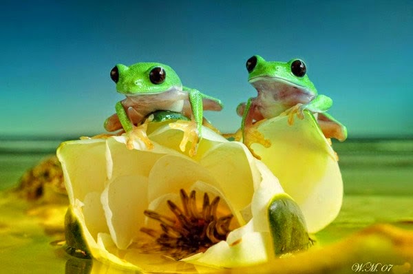  عالم الضفادع الملونة غاية في الروعة بعدسة مصورة هولندية Incredible Photographs of Colored Frogs by Dutch photographer Colored-frogs-014