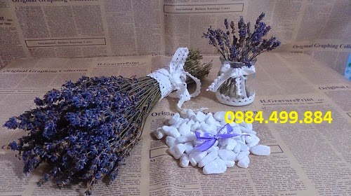 Chuyên bán buôn bán lẻ hoa oải hương Lavender Pháp , Hoa oải hương pháp - Lavender store 1511119_1593592127524579_2749008509610507979_n