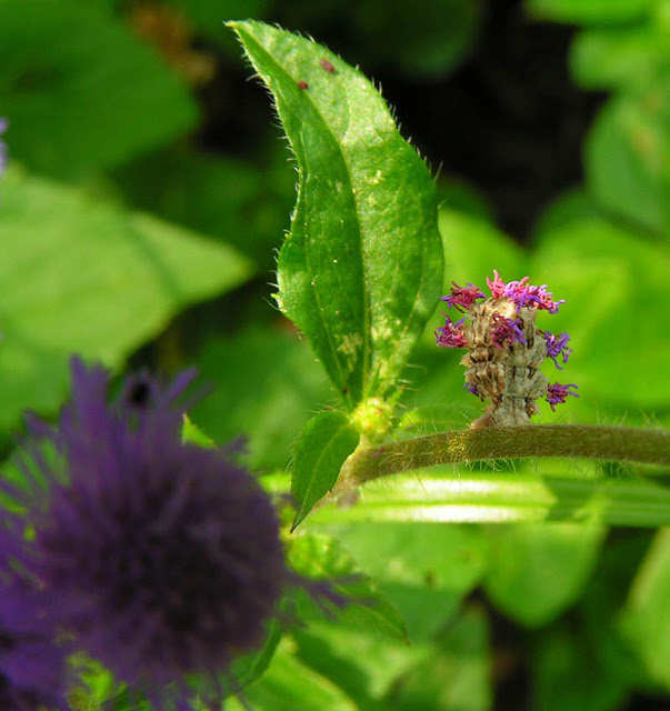 دودة كاتر بيلر Wavy-lined-emerald-moth-camouflaged-looper-caterpillar-with-flowers-on-back-4