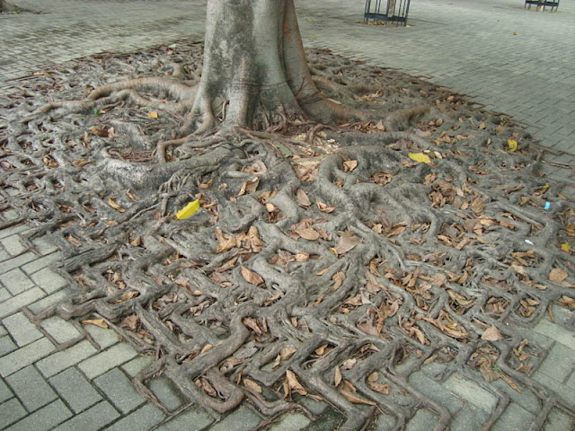 صور مذهلة تظهر تحدى جذور الأشجار للإسفلت والصخور Tree-roots-growing-into-concrete