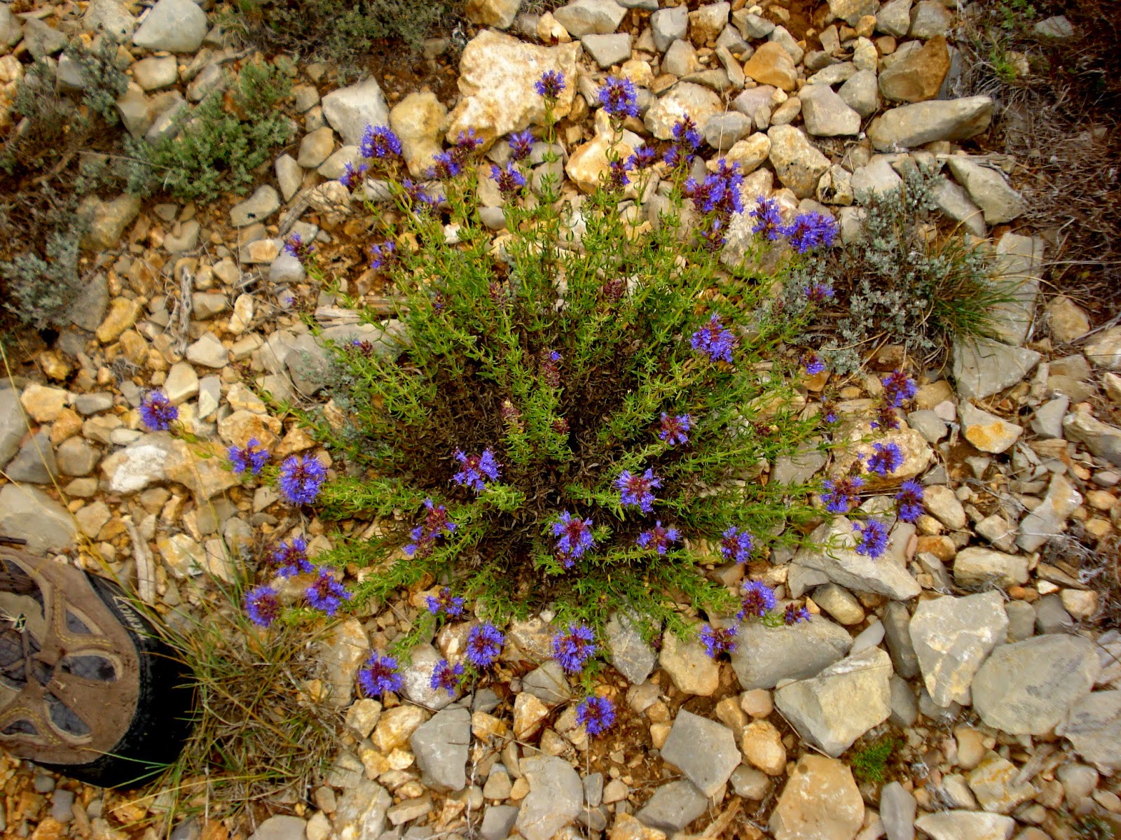 Hierbas medicinales para dejar de fumar. DSC01105