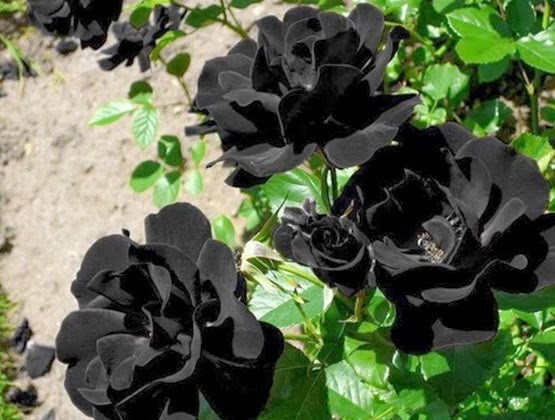 El misterio de las rosas negras de Halfeti unicas en el mundo Rosa-negra5