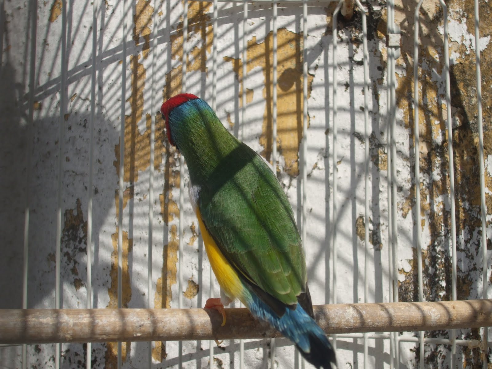 Macho de Diamante de Gould  DSCF5931