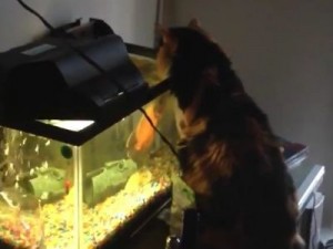 ΒΙΝΤΕΟ: Ψάρι επιτίθεται σε γάτα που ξερογλείφεται! 1