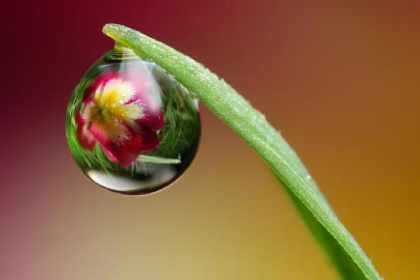 زهرات بعيون قطرات الندى ....... جميل جدا Flowers-in-Water-Drops-Photos-8