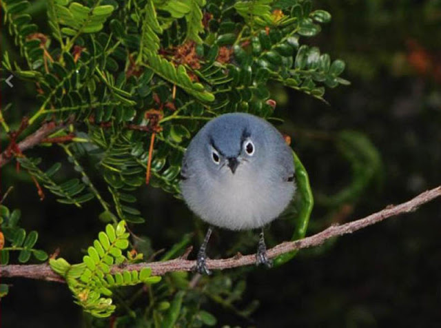 صور رائعة للطيور الغاضبة  Real-life-angry-bird