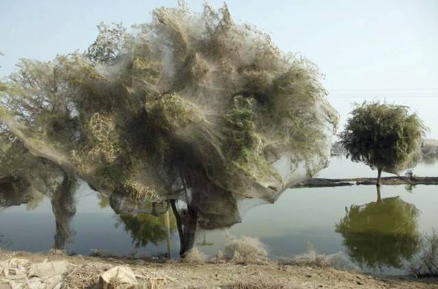 صور اشجار في باكستان تغطيها خيوط العنكبوت Spiders_Flee_002