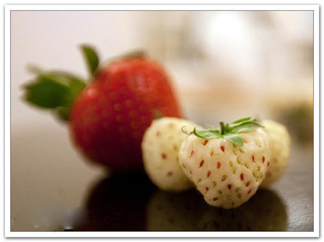 هل شاهدت الفراولة البيضاء من قبل ؟ White-Strawberry-05